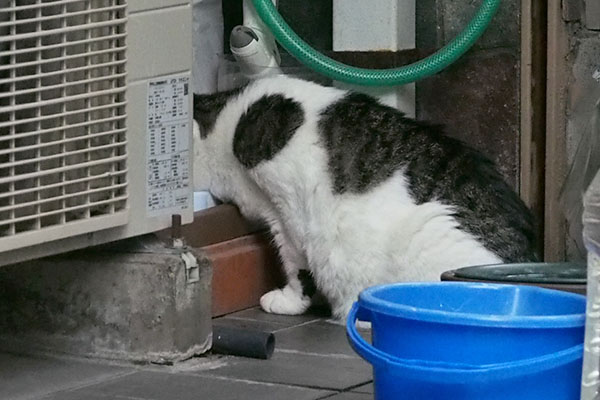 ケイ　食事中の背中