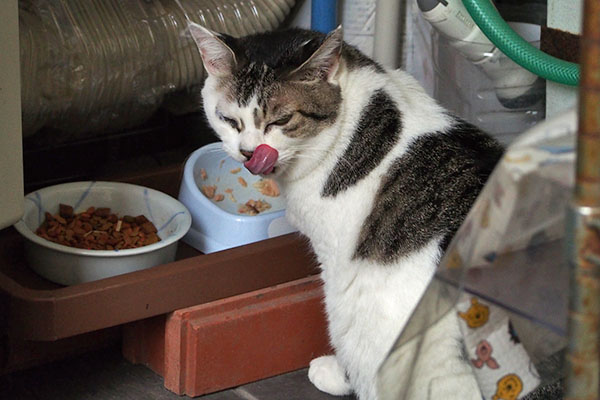ウェットほぼ完食ケイ