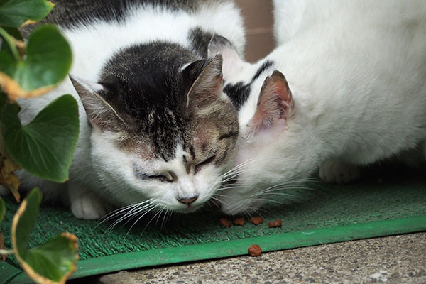 カリカリ置いたらふたり