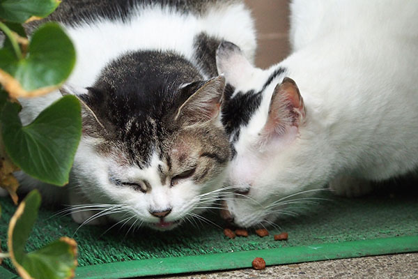 オーロラもくもくと