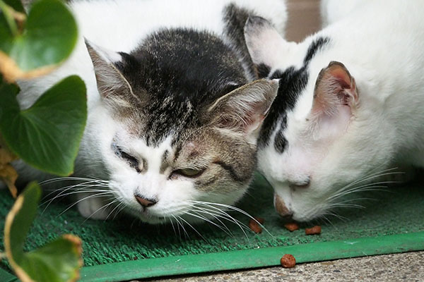 若干諦めのケイ