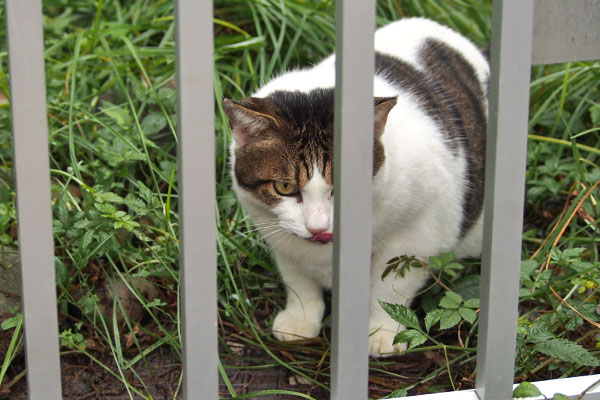 ささみ食べたルーフ
