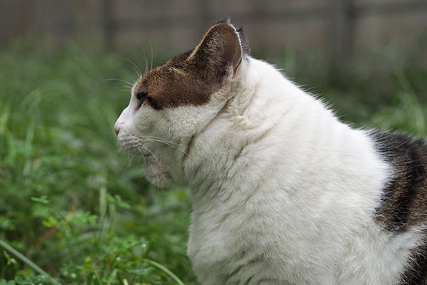 首の毛割れ ルーフ