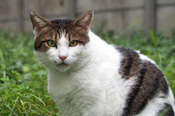 まじまじと ルーフ