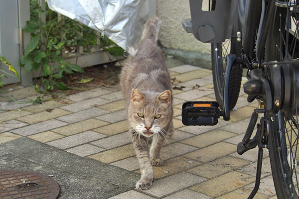 いつも通りのグリ