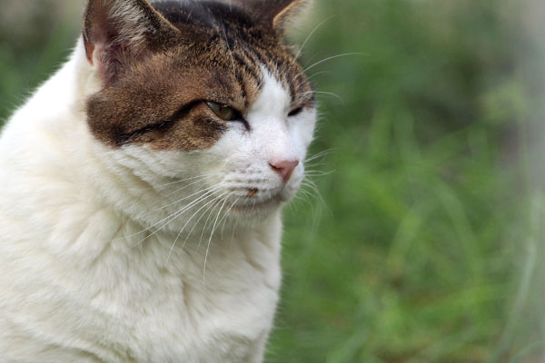 うざ ルーフの顔よ