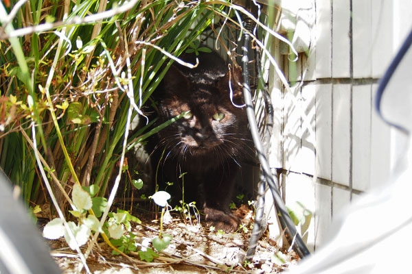 何してる モフネ