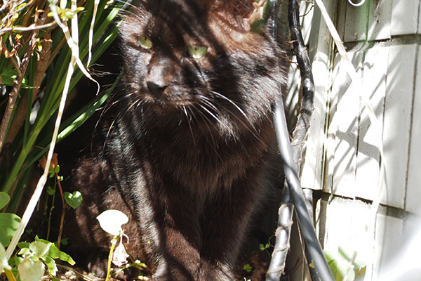 にゅいん モフネ