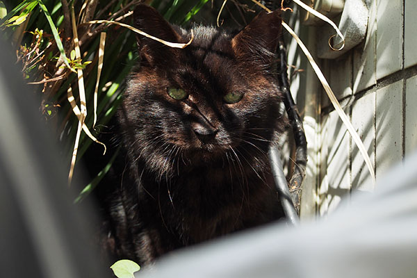 ボク居るから モフネ