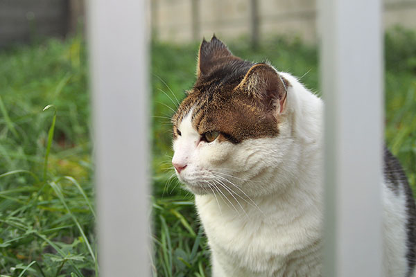 何やと見るルーフ