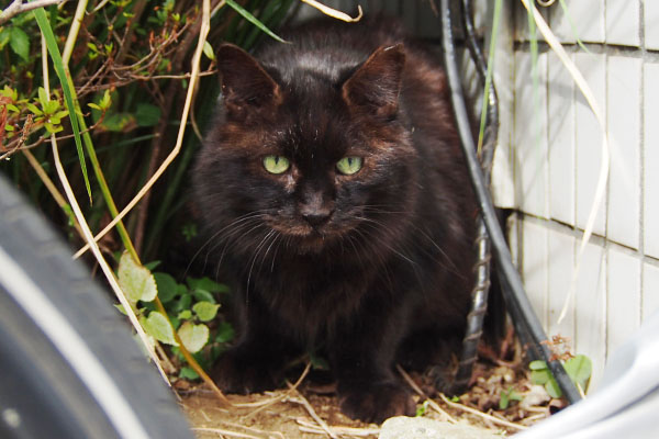 グリを見てる モフネ