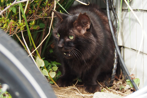 ボクも食べたけどにゃモフネ