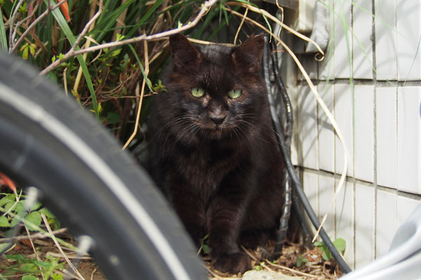 また見るモフネ