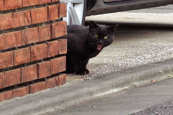 強めの挨拶　キト