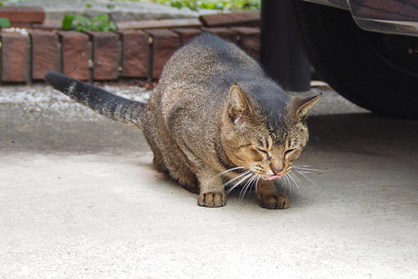 動かない　アビ