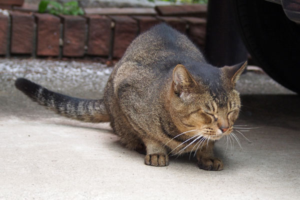ぎゅっと目を閉じてるアビ