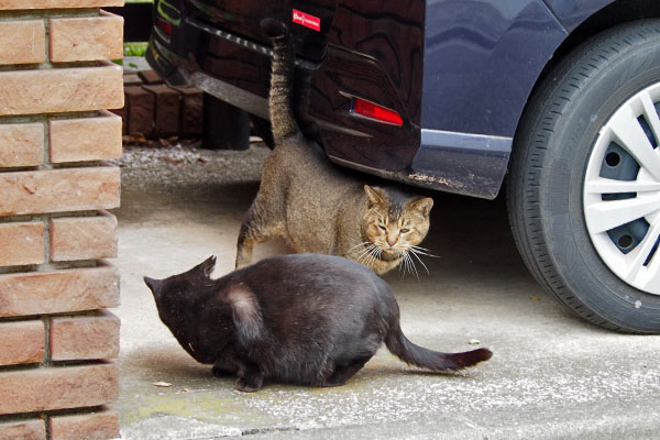 ささみは食べないアビ