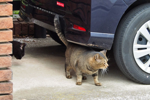 ささみを食べるキト