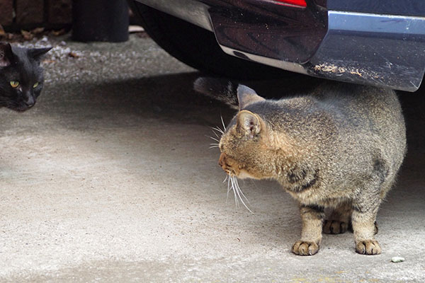 仲良しなのか　アビとキト