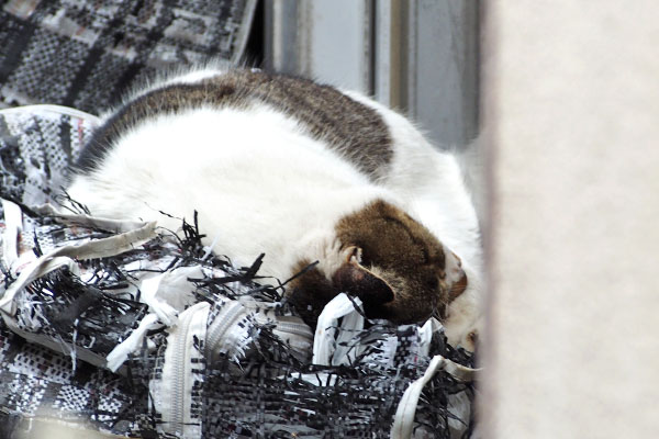 ふわっと　ネオ