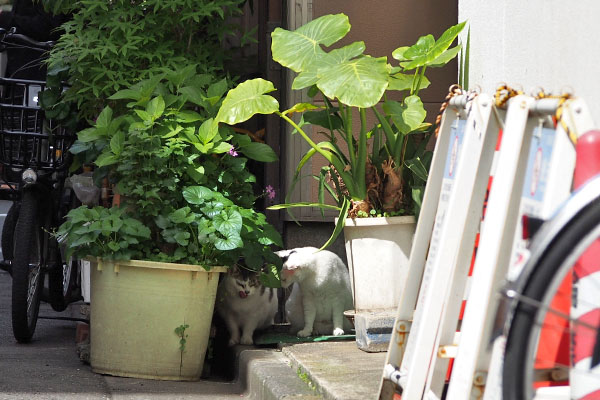 遠くから　オーロラ