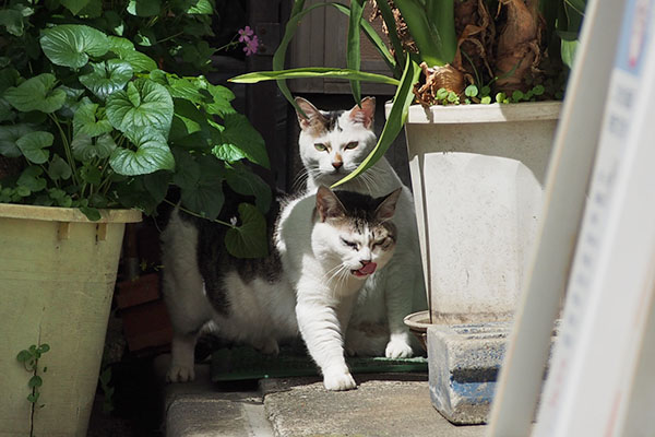 ぺろぺろしながらケイ