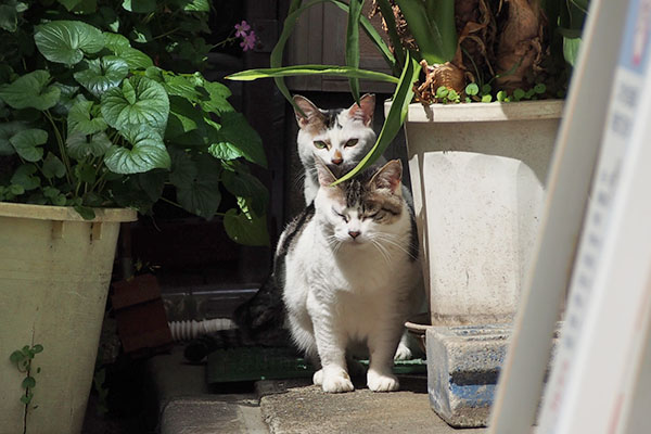 座りますよ　ケイ