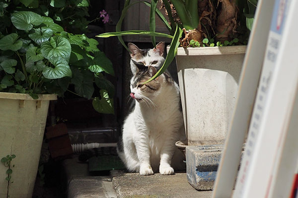 ぺろぺろが終わらないケイ