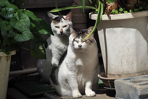 ぬくぬく　ケイとオーロラ