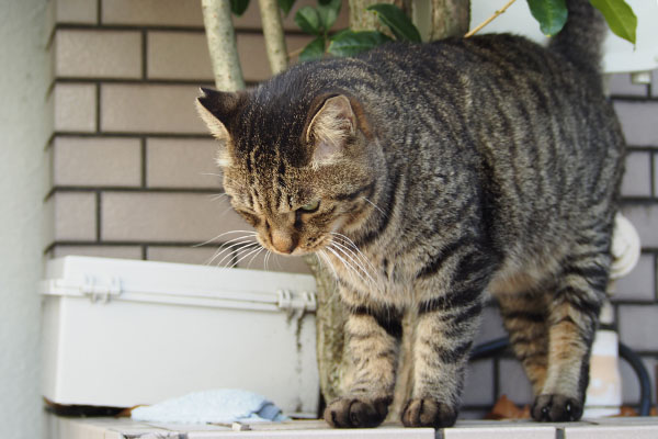 ボク居ます シマヲ