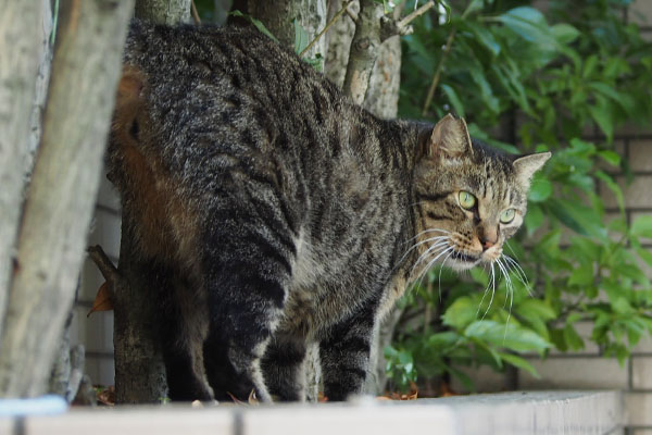 ふにっと シマヲ