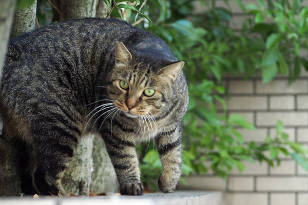戻って来る シマヲ