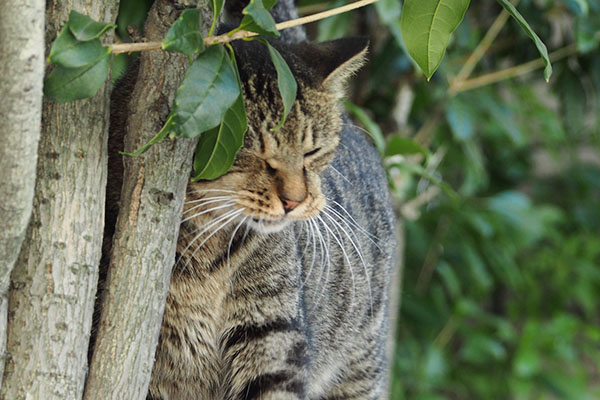 木にスリスリ シマヲ