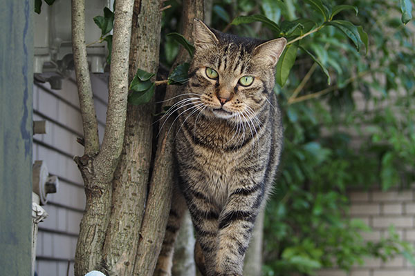 キリっとしてみる シマヲ