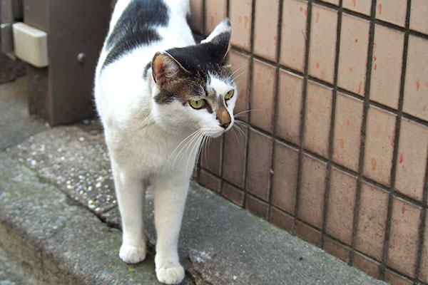 呼び止めれた　しろまる