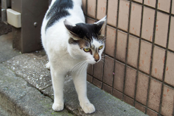 大通り見ながらイカ耳しろまる