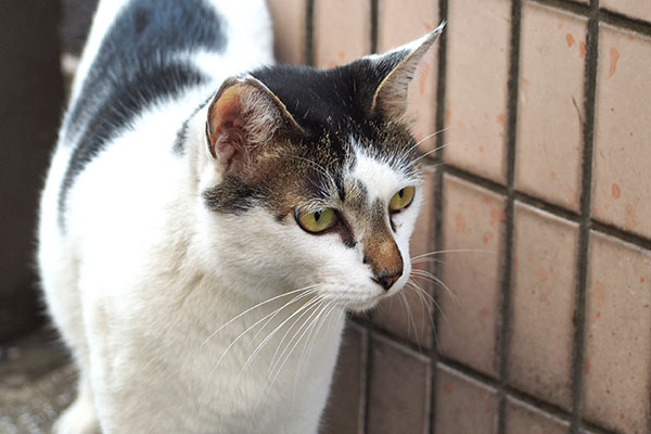 また同じ場所　しろまる