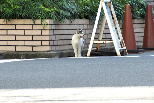 めっちゃ鳴く　しろまる