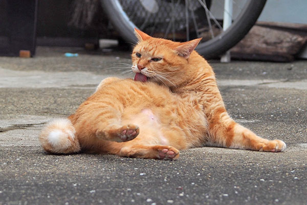 脇腹 そらちゃん