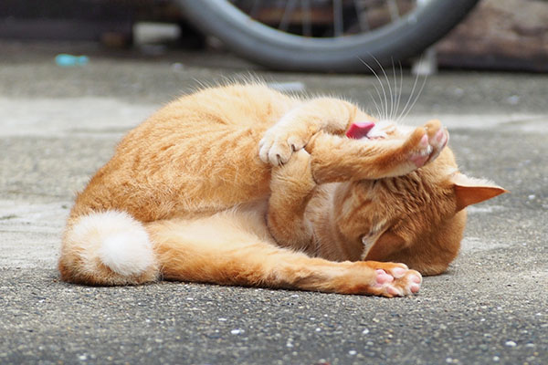 右後足 そらちゃん