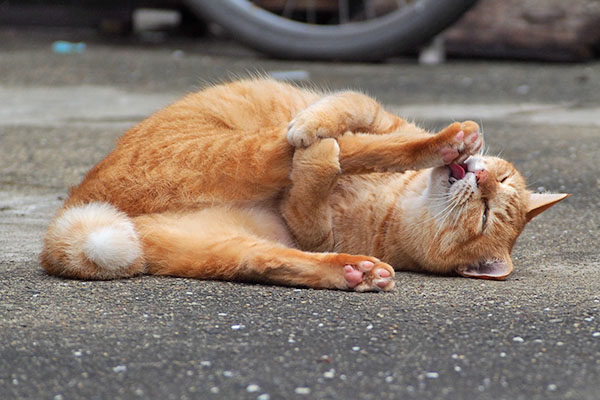 右後足2 そらちゃん