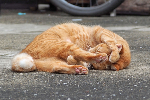 お耳まで そらちゃん