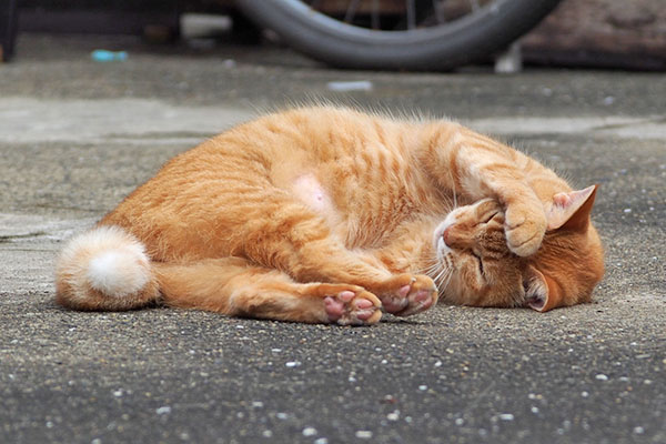 お顔は念入り そらちゃん