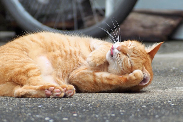 反対側 そらちゃん