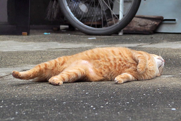 力尽きたか そらちゃん