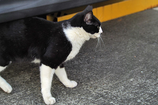 にゅいん　こまち