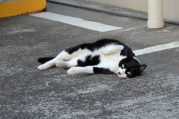 ころりん　こまち