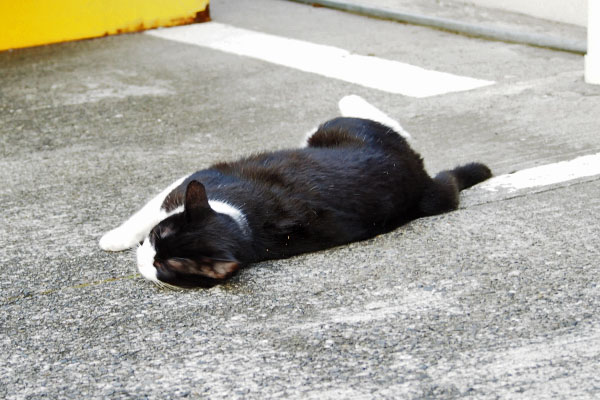 堪能中　こまち