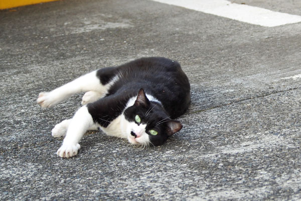 見てるか確認　こまち
