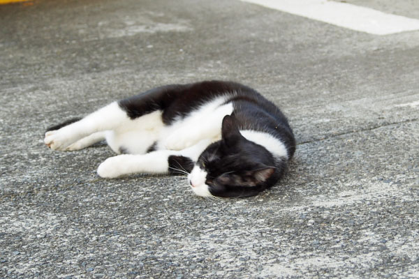 地面にすりすり　こまち